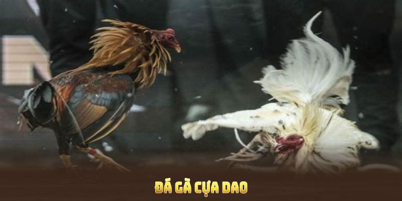 đá gà cựa dao